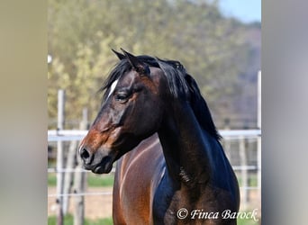 Andalou, Hongre, 5 Ans, 153 cm, Bai