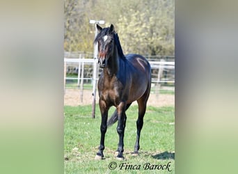 Andalou, Hongre, 5 Ans, 153 cm, Bai