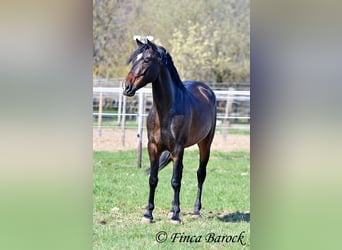 Andalou, Hongre, 5 Ans, 153 cm, Bai