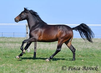 Andalou, Hongre, 5 Ans, 153 cm, Bai