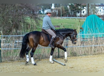 Andalou, Hongre, 5 Ans, 155 cm, Isabelle