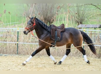 Andalou, Hongre, 5 Ans, 155 cm, Isabelle