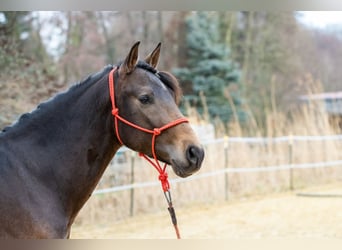 Andalou, Hongre, 5 Ans, 155 cm, Isabelle