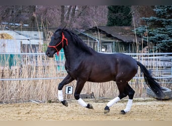 Andalou, Hongre, 5 Ans, 155 cm, Noir