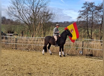 Andalou, Hongre, 5 Ans, 155 cm, Noir
