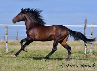 Andalou, Hongre, 5 Ans, 156 cm, Bai brun foncé