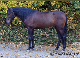 Andalou, Hongre, 5 Ans, 156 cm, Bai brun foncé