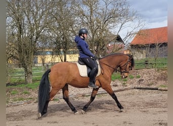 Andalou Croisé, Hongre, 5 Ans, 156 cm, Bai