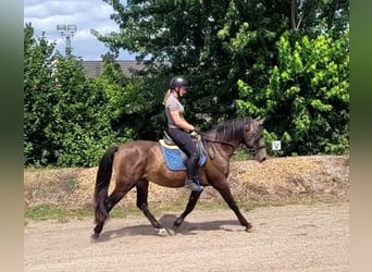 Andalou Croisé, Hongre, 5 Ans, 156 cm, Buckskin