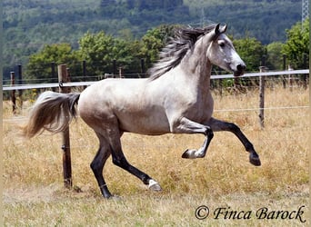 Andalou, Hongre, 5 Ans, 156 cm, Gris