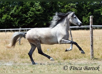Andalou, Hongre, 5 Ans, 156 cm, Gris