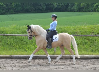 Andalou, Hongre, 5 Ans, 156 cm, Palomino