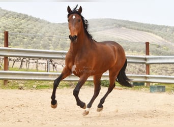 Andalou, Hongre, 5 Ans, 157 cm, Bai