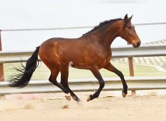 Andalou, Hongre, 5 Ans, 157 cm, Bai