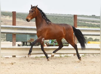 Andalou, Hongre, 5 Ans, 157 cm, Bai