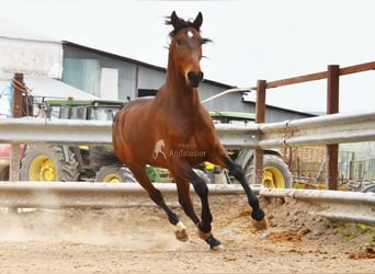 Andalou, Hongre, 5 Ans, 157 cm, Bai