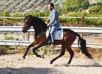 Andalou, Hongre, 5 Ans, 157 cm, Bai