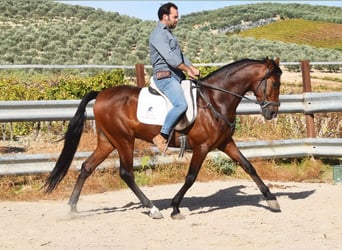 Andalou, Hongre, 5 Ans, 157 cm, Bai