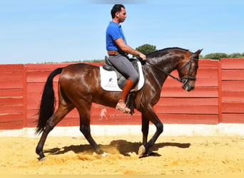 Andalou, Hongre, 5 Ans, 157 cm, Bai