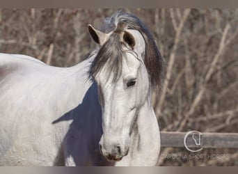 Andalou Croisé, Hongre, 5 Ans, 157 cm, Gris