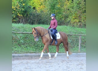 Andalou, Hongre, 5 Ans, 158 cm, Alezan