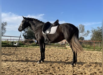 Andalou, Hongre, 5 Ans, 159 cm, Gris