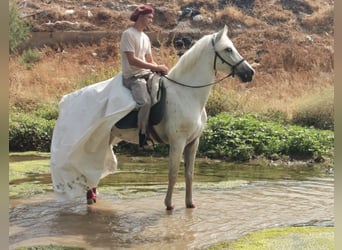 Andalou Croisé, Hongre, 5 Ans, 160 cm