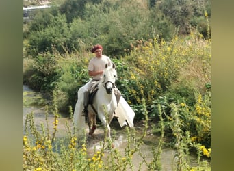 Andalou Croisé, Hongre, 5 Ans, 160 cm