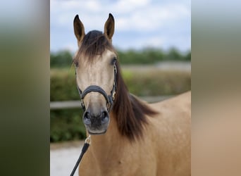 Andalou, Hongre, 5 Ans, 160 cm, Isabelle