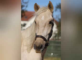 Andalou, Hongre, 5 Ans, 160 cm, Palomino