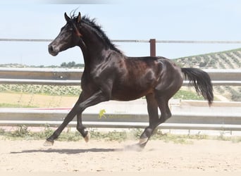 Andalou, Hongre, 5 Ans, 161 cm, Isabelle