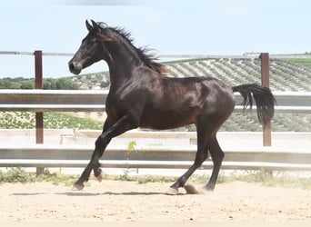 Andalou, Hongre, 5 Ans, 161 cm, Isabelle