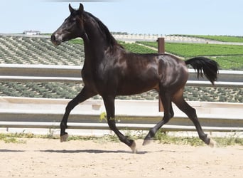 Andalou, Hongre, 5 Ans, 161 cm, Isabelle