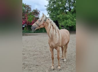 Andalou, Hongre, 5 Ans, 162 cm, Palomino