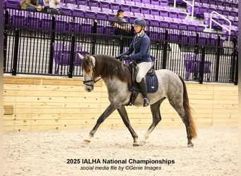 Andalou, Hongre, 5 Ans, 163 cm, Gris