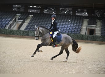 Andalou, Hongre, 5 Ans, 163 cm, Gris