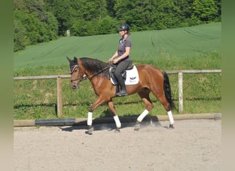 Andalou, Hongre, 5 Ans, 164 cm, Bai