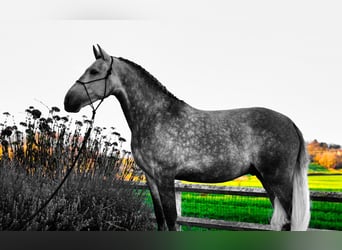 Andalou, Hongre, 5 Ans, 164 cm, Gris