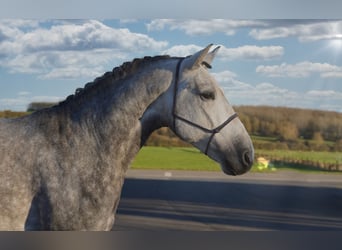 Andalou, Hongre, 5 Ans, 164 cm, Gris