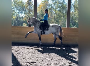 Andalou, Hongre, 5 Ans, 164 cm, Gris