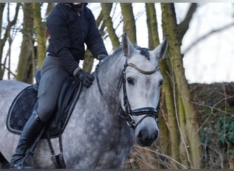 Andalou, Hongre, 5 Ans, 164 cm, Gris
