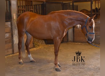 Andalou, Hongre, 5 Ans, 164 cm, Palomino