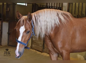 Andalou, Hongre, 5 Ans, 164 cm, Palomino