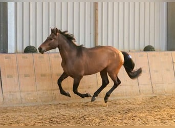Andalou, Hongre, 5 Ans, 165 cm, Bai
