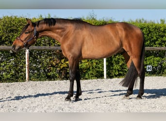 Andalou, Hongre, 5 Ans, 165 cm, Bai