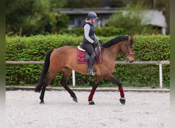 Andalou, Hongre, 5 Ans, 165 cm, Bai