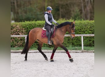 Andalou, Hongre, 5 Ans, 165 cm, Bai