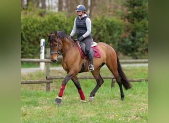 Andalou, Hongre, 5 Ans, 165 cm, Bai