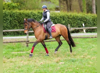 Andalou, Hongre, 5 Ans, 165 cm, Bai
