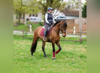 Andalou, Hongre, 5 Ans, 165 cm, Bai